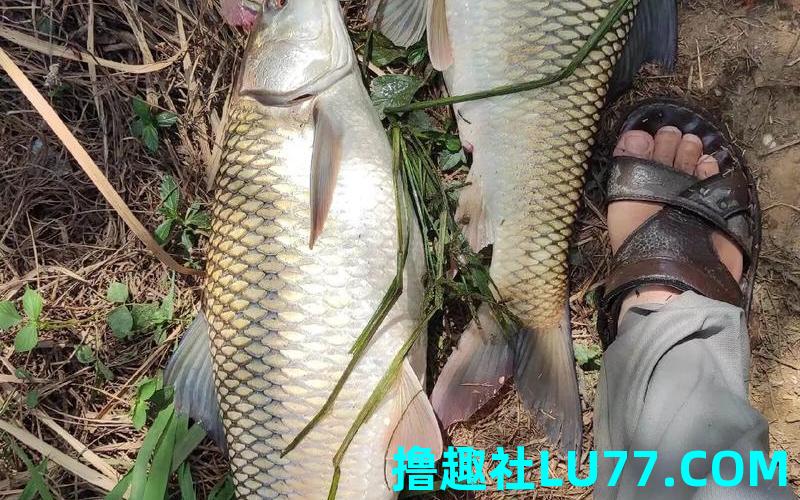 梦见钓的鱼又跑了