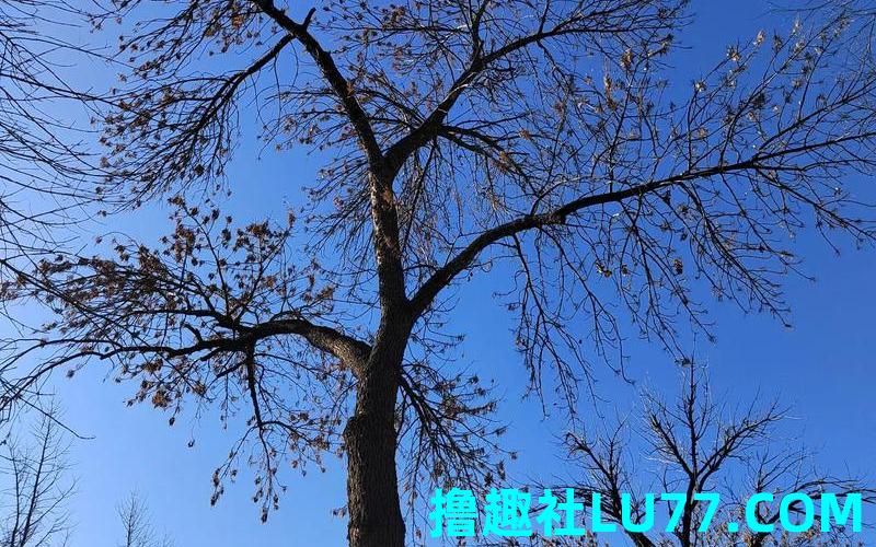 梦见树子干枯
