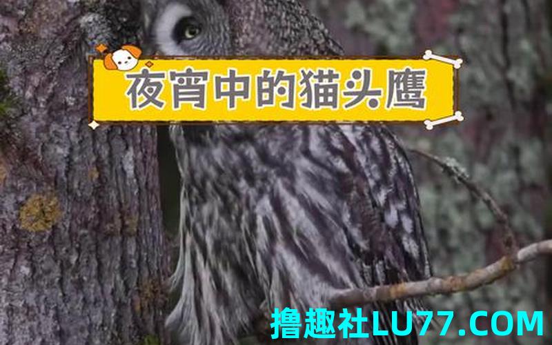 梦见猫头鹰怎么回 梦见猫头鹰怎么回