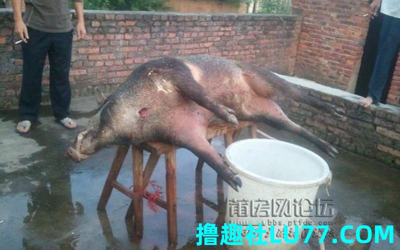 梦见自己杀野猪