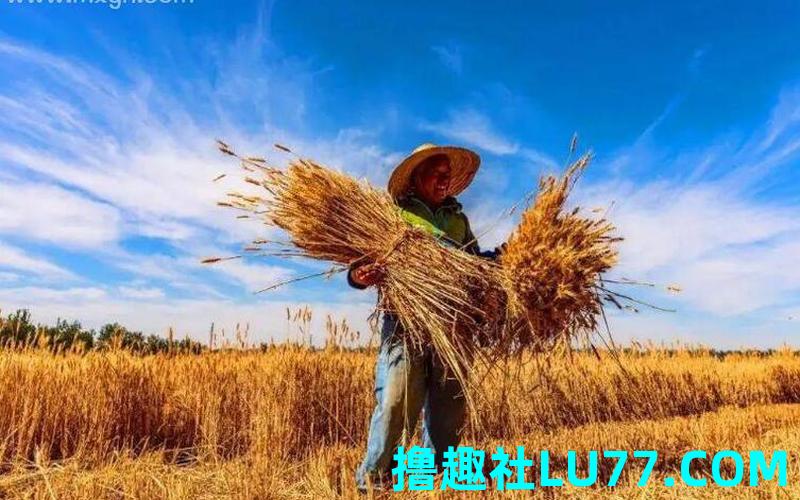 梦见麦禾