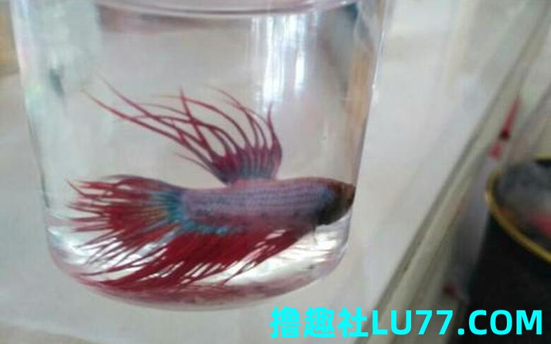 梦见被鱼咬屁股