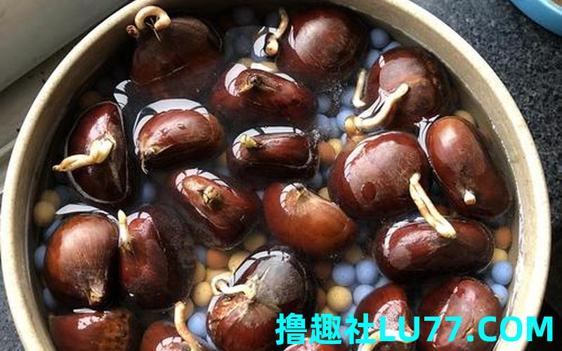 梦见板栗发芽