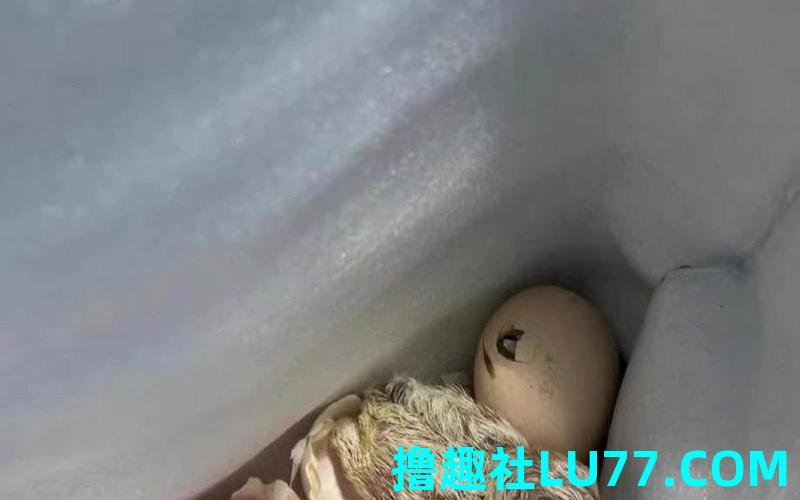 梦见在孵卵