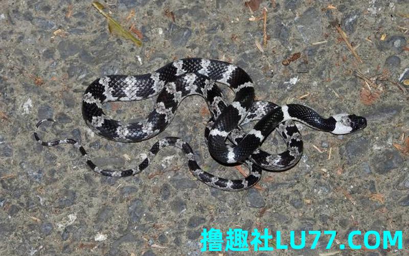 梦见白黑的蛇