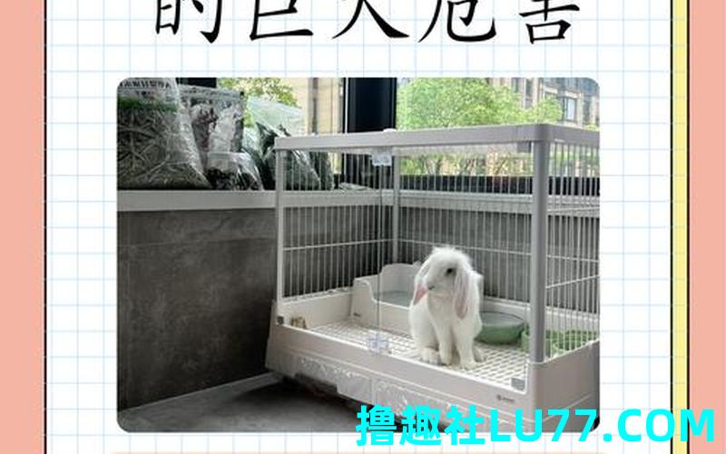 梦见马养猫兔