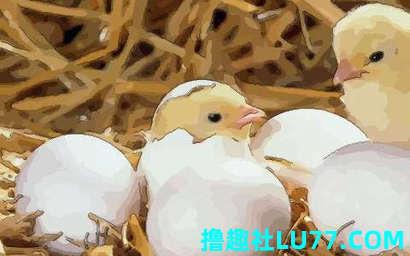 梦见鸡出笼