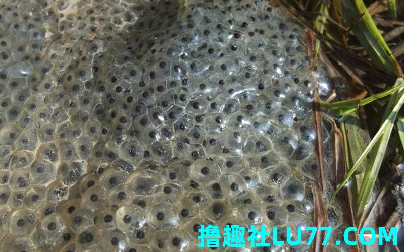 梦见青蛙产卵 梦见青蛙产卵