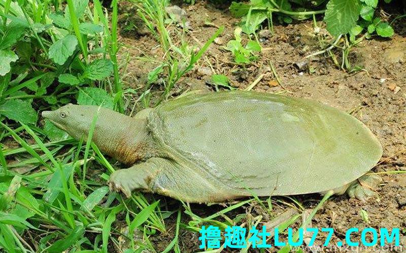 梦见鱼和甲鱼 梦见鱼和甲鱼