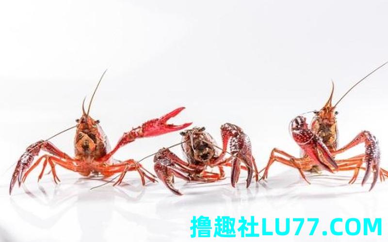 梦见虾