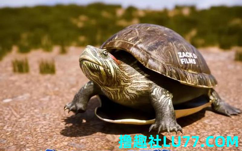 梦见清洗龟壳 梦见清洗龟壳