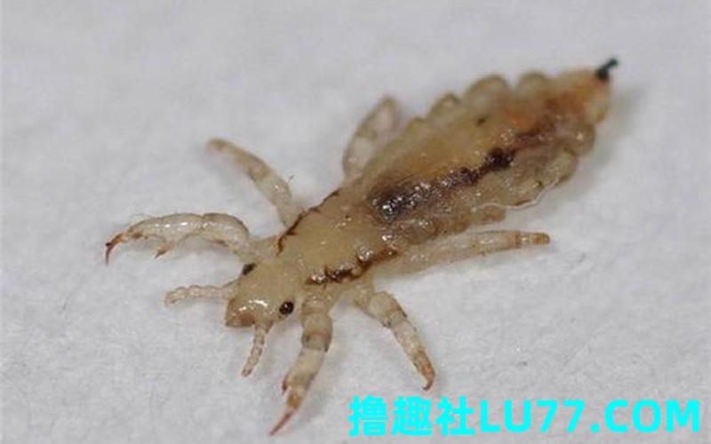 梦见虱子让我挤死