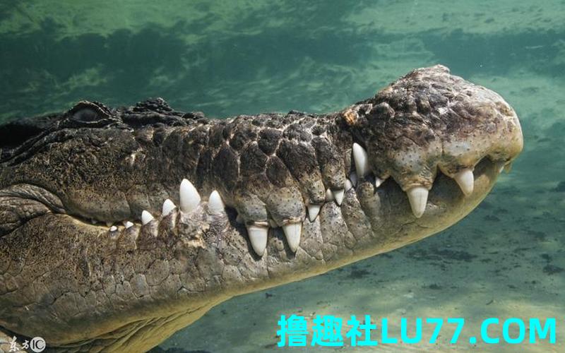 梦见鳄鱼和鹰