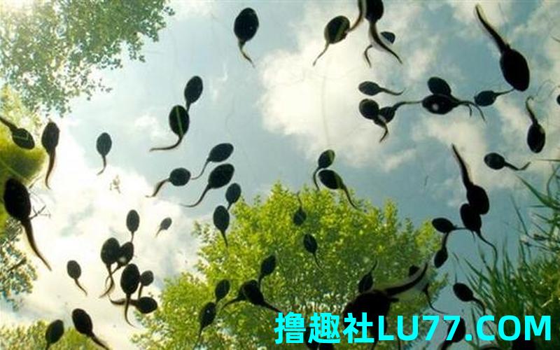 梦见蝌 梦见蝌