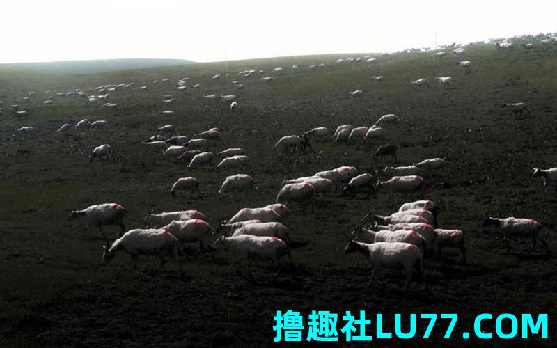 梦见羊扑牛 梦见羊扑牛