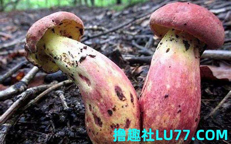 孕妇梦见摘蘑菇 孕妇梦见摘蘑菇