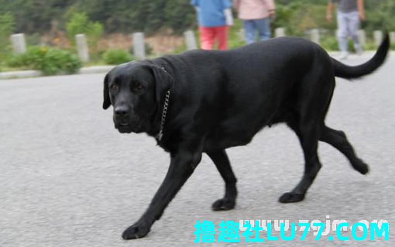 梦见黑狗怎么回事