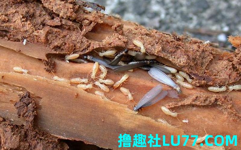 梦见用手抓白蚁