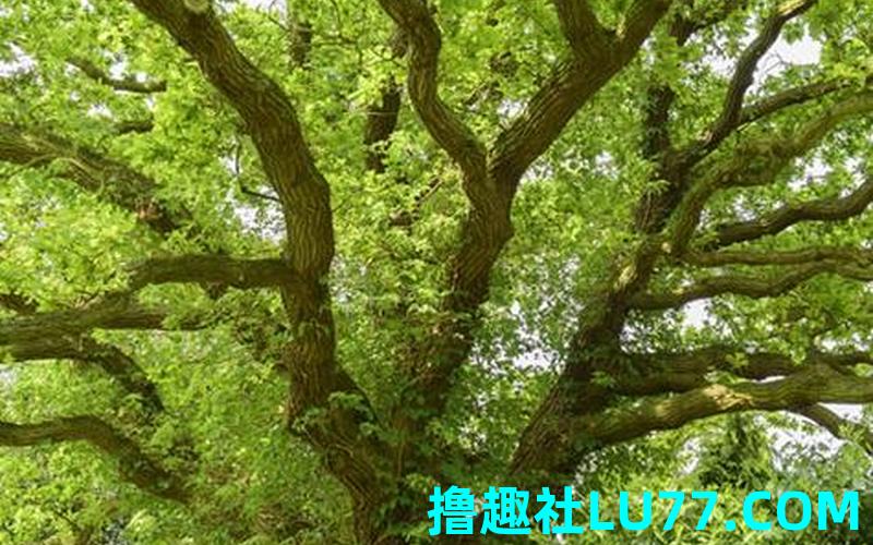 梦见自己在修剪树枝