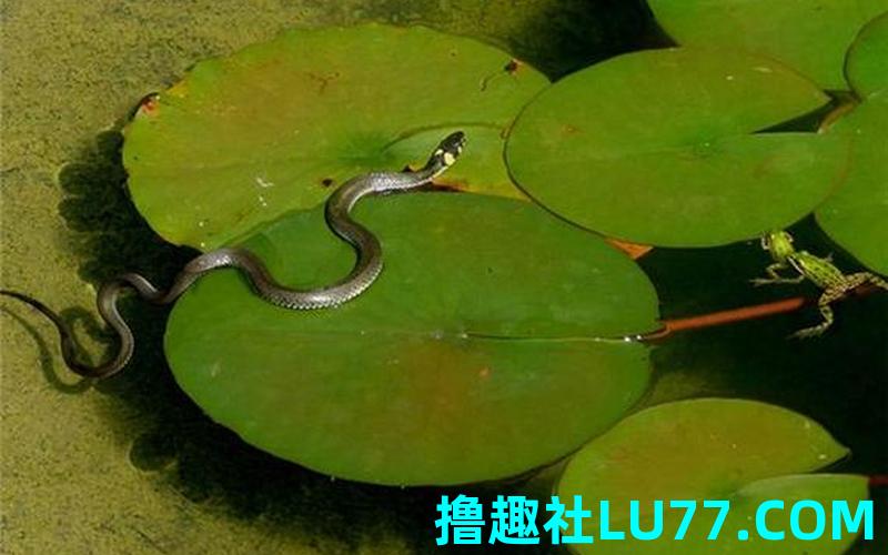 梦见蛇在水里周公解梦是什么意思