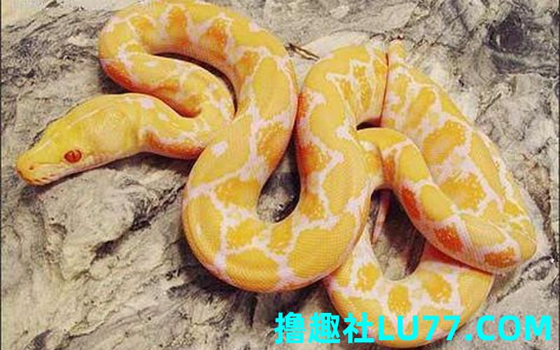 梦见黄金蟒蛇