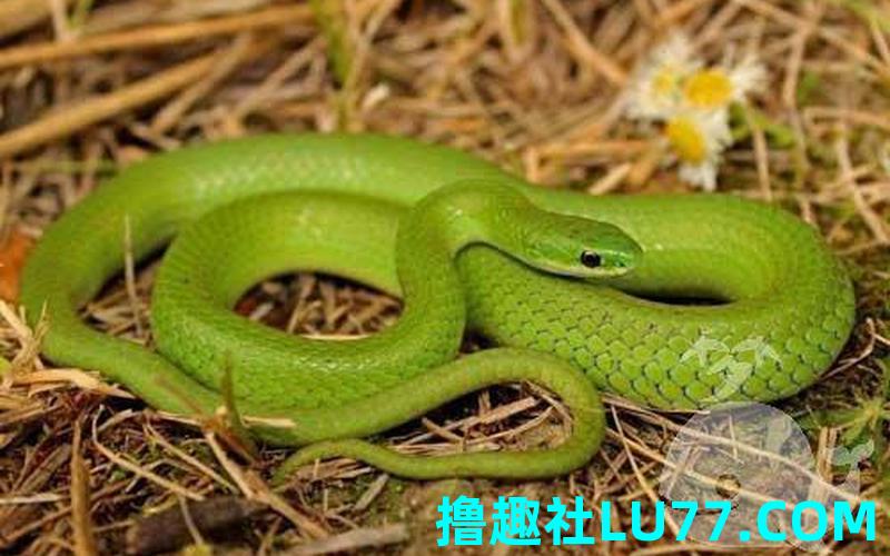 梦见蛇转进裤子里
