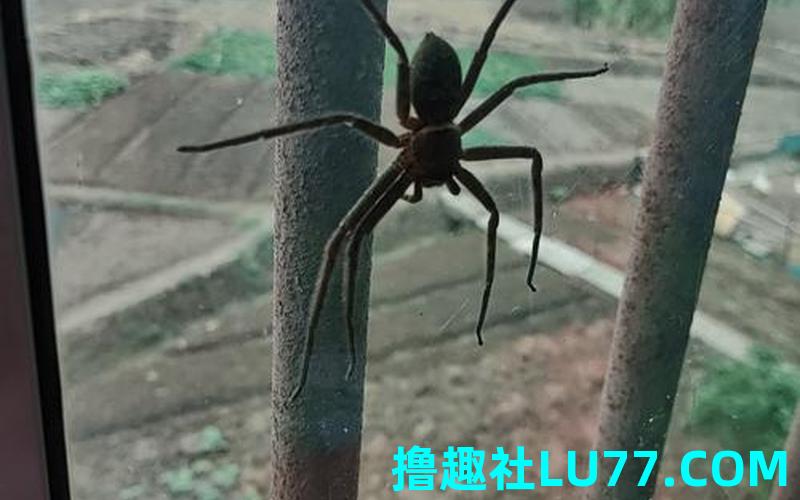 盟梦见蜘蛛 盟梦见蜘蛛
