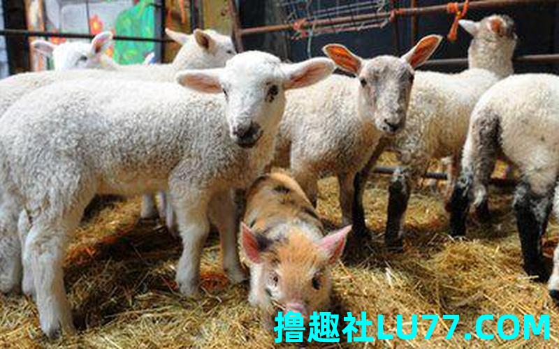 梦见猪和羊打架 梦见猪和羊打架