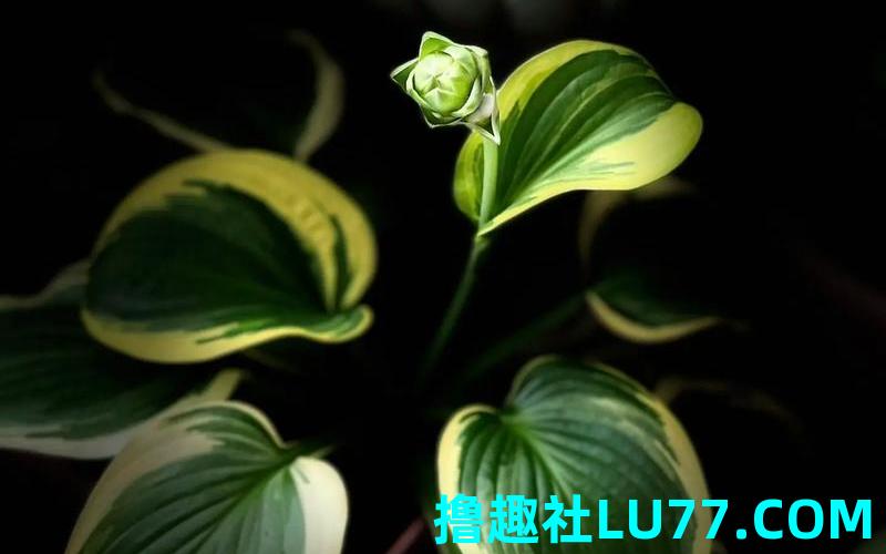梦见花朵玉 梦见花朵玉