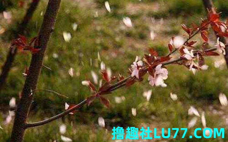 职员梦见桃花飘落