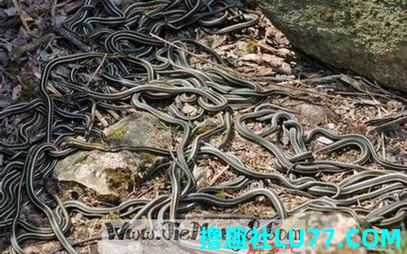 梦见很多蛇缠着我 梦见很多蛇缠着我