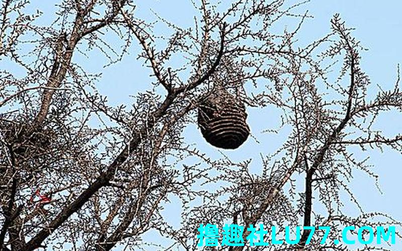 梦见野蜂