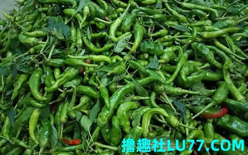 梦见地里青辣椒 梦见地里青辣椒