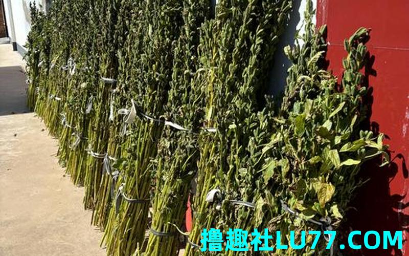 梦见青芝麻杆