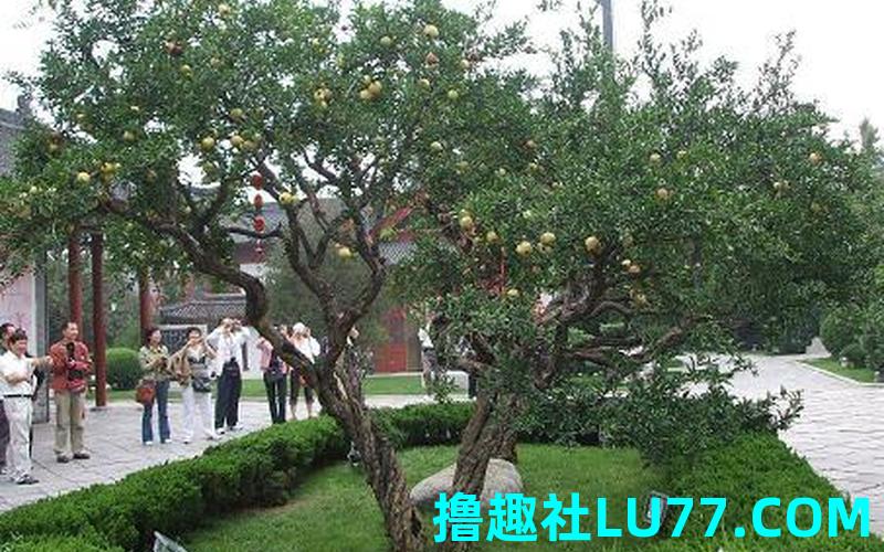 男人梦见石榴 男人梦见石榴