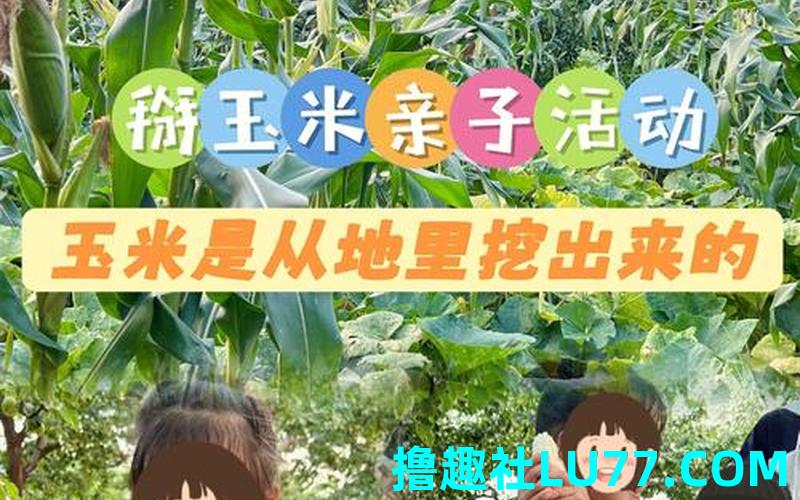 梦见捌玉米