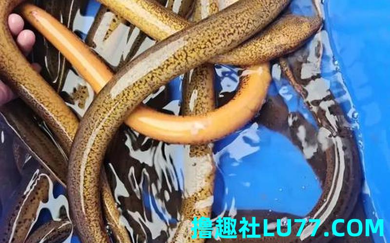 梦见黄鳝死3