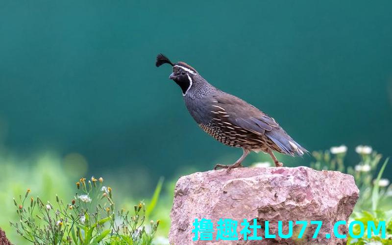 梦见鹑 梦见鹑