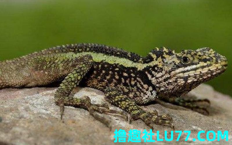 梦见蜴