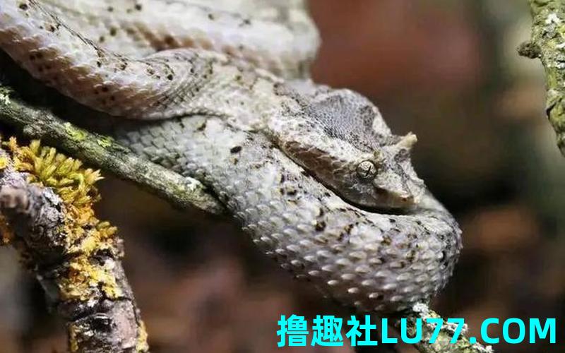做梦梦见头上长角的蛇 做梦梦见头上长角的蛇