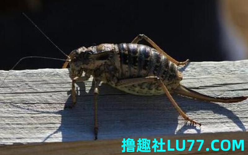 梦见黑色的爬虫
