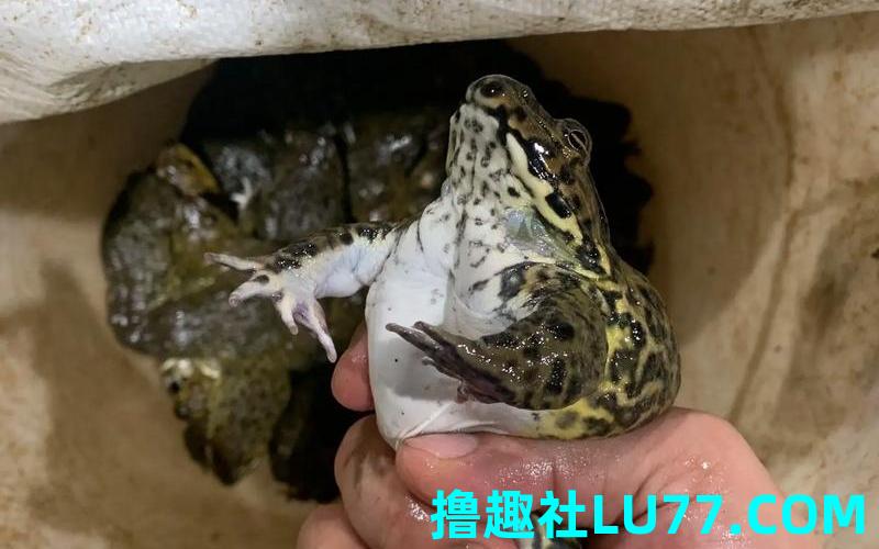 梦见捉得田鸡 梦见捉得田鸡