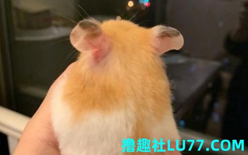 梦见后背有老鼠