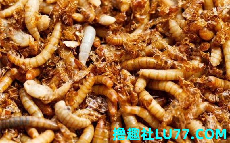 梦见苣