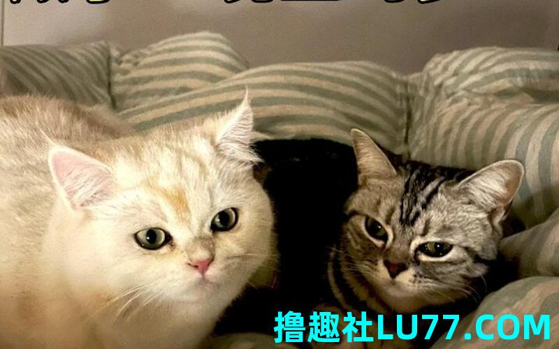 梦见猫和我一起睡觉 梦见猫和我一起睡觉