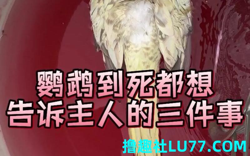 梦见鹦鹉蜕皮死了 梦见鹦鹉蜕皮死了