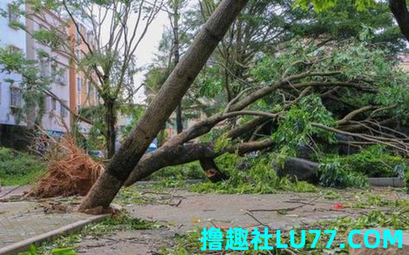 梦见高的树